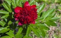 Bright terry burgundy peony in drops of water after summer downpour Royalty Free Stock Photo