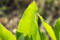 Bright textured green leaves backlit