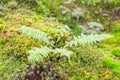 Fancy vivid natural moss pattern