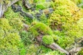 Fancy vivid natural moss pattern