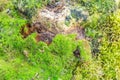 Fancy vivid natural moss pattern