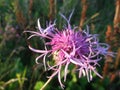 Bright Thistle flower in the sun in the middle of July view3