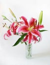 Bright tiger lilies Royalty Free Stock Photo