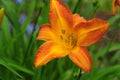 Bright Tiger Lily Flower Royalty Free Stock Photo