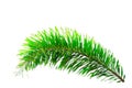 Bright tone of green foxtail palm Wodyetia bifurcata leaf isolated on white background. Royalty Free Stock Photo