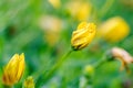 A bright top down portrait of a completely closed yellow spannish daisy flower. With a nice and blurry background with other