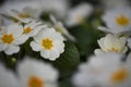 Beautiful flowers of white and yellow springtime primroses with a soft floral surrounding