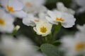 Springtime primroses in white and yellow with beautiful floral blur background
