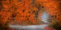 Autumn trees along scenic byways of Michigan