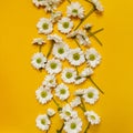 Bright trendy illuminating yellow background with chamomile. Floral backdrop with daisies.