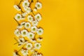 Bright trendy illuminating yellow background with chamomile. Floral backdrop. Minimalism concept