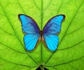 Bright tropical background. colorful blue tropical morpho butterfly on a green leaf. clean environment Royalty Free Stock Photo