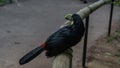 A bright tropical bird Ramphastos dicolorus green-billed toucan