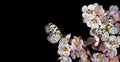 Bright tropical butterflies on sakura flowers isolated on black. Rice paper butterfly. Large tree nymph. White nymph butterfly. Cl Royalty Free Stock Photo