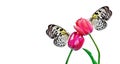 Bright tropical butterflies on tulip flowers in water drops isolated on white. Rice paper butterfly. Large tree nymph. White nymph Royalty Free Stock Photo