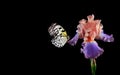 Bright tropical butterfly on colorful iris flower in water drops isolated on black. Rice paper butterfly. Large tree nymph. White Royalty Free Stock Photo