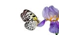 Bright tropical butterfly Idea leuconoe on blue iris flower isolated on white. Rice paper butterfly. Large tree nymph. White nymph Royalty Free Stock Photo