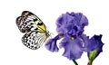 Bright tropical butterfly Idea leuconoe on blue iris flower isolated on white. Rice paper butterfly. Large tree nymph. White nymph Royalty Free Stock Photo