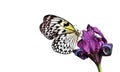 Bright tropical butterfly Idea leuconoe on purple iris flower in water drops isolated on white. Rice paper butterfly. Large tree n Royalty Free Stock Photo