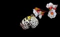 Bright tropical butterfly on white spring flowers. Apricot blossom branch isolated on black. Butterfly on a flowers. Rice paper bu Royalty Free Stock Photo