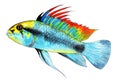 Apistogramma trifasciate. Dwarf cichlid. Aquarium fish, tropical fish. Watercolor illustration.