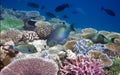 Bright tropical fish over a coral reef