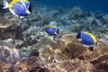 Bright tropical fish surgeon acanthurus Powder blue tang over a coral reef Royalty Free Stock Photo