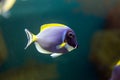 Bright tropical fish surgeon acanthurus Powder blue tang over a coral reef Royalty Free Stock Photo