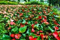 Bright tropical flower bed in the garden. Red flowers with yellow pistils Royalty Free Stock Photo