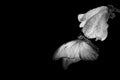 Bright tropical morpho butterfly on magnolia flower in water drops isolated on black. black and white Royalty Free Stock Photo