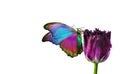 Bright tropical morpho butterfly on purple tulip flower in water drops isolated on white. butterfly on a flower. copy space Royalty Free Stock Photo