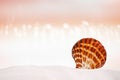 Bright tropical sea shell on white sand with festive glitter