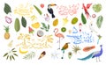 A bright tropical set with exotic birds and fruits. Illustrations for summer stickers.