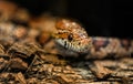 Bright tropical snake in natural habitat