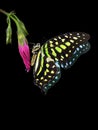 Bright tropical spotted butterfly on bud of pink bindweed flower