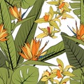 Bright tropical summer greenery floral seamless pattern. Exotic strelitzia bird of paradise orchid phalaenopsis flowers. Royalty Free Stock Photo