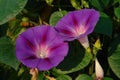 Bright trumpet-shaped purple flowers of Ipomoea purpurea (common morning-glory, tall morning-glory, or purple morning Royalty Free Stock Photo