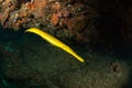 Bright trumpetfish Royalty Free Stock Photo