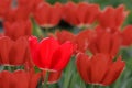 Bright Tulip