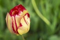Bright tulip on background of the green herb by springtime
