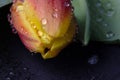 Bright tulip closeup in water droplets Royalty Free Stock Photo