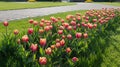 Bright tulip flowers in the park