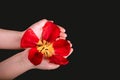 Bright tulip petals in children`s hands