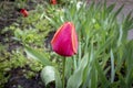 Bright Tulip with water drops after rain. Close up. Selective focus Royalty Free Stock Photo