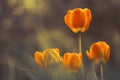 Bright tulips on a beautiful blurred background. Place for text. Royalty Free Stock Photo