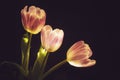 Bright tulips