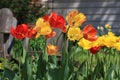 Bright tulips in natural landscaping home garden. Royalty Free Stock Photo