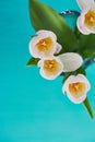 Bright tulips with yellow stamens , close on turquoise background.