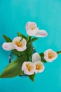 Bright tulips with yellow stamens , close on turquoise background.