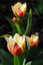 Bright two-color tulips decorative decoration of a spring flower bed Royalty Free Stock Photo